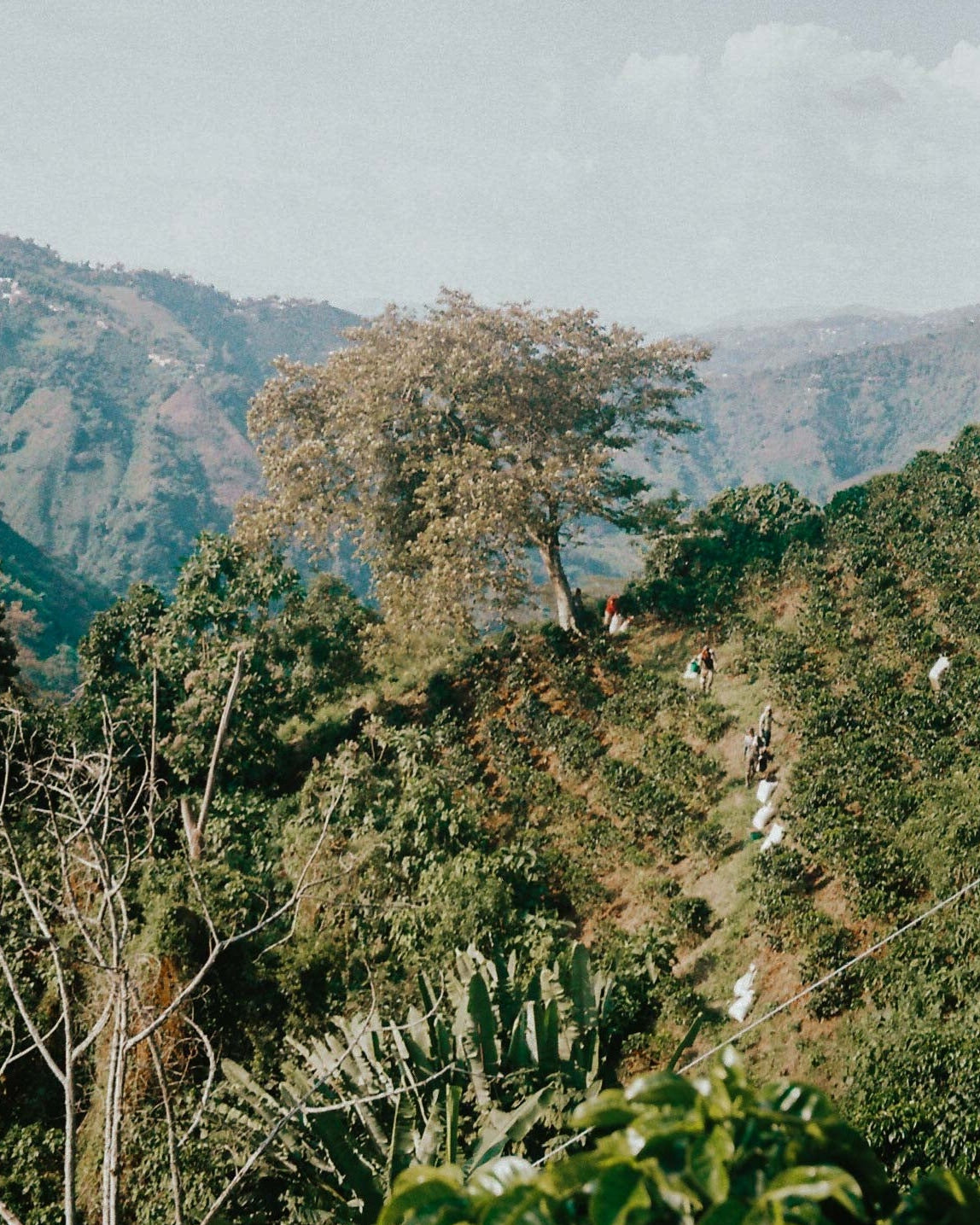 Win a trip to Colombia - Yallah Coffee