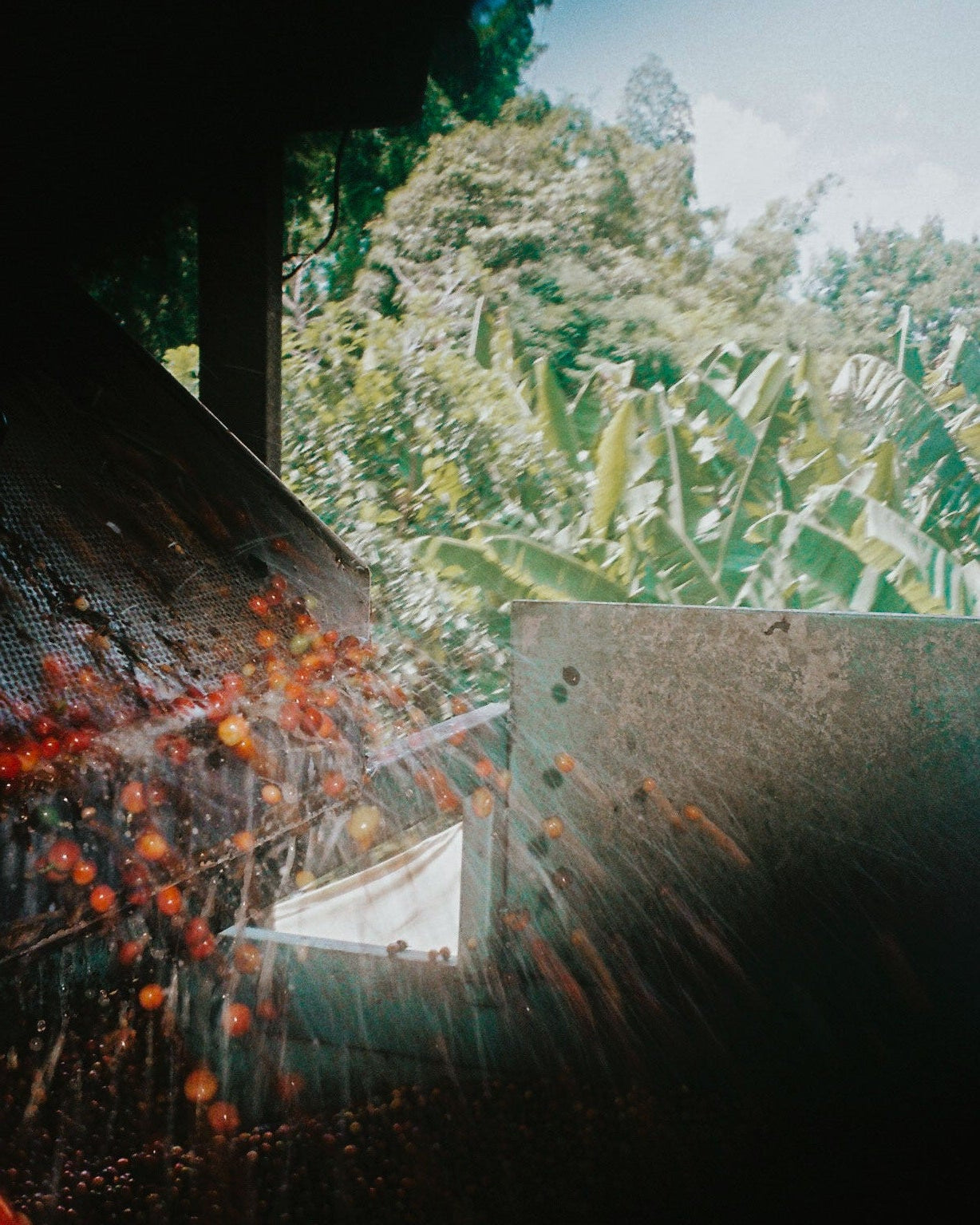 Win a trip to Colombia - Yallah Coffee