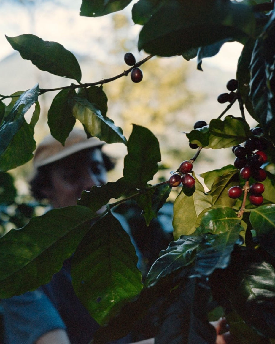JUAN RODRIGUEZ, GUATEMALA - Yallah Coffee