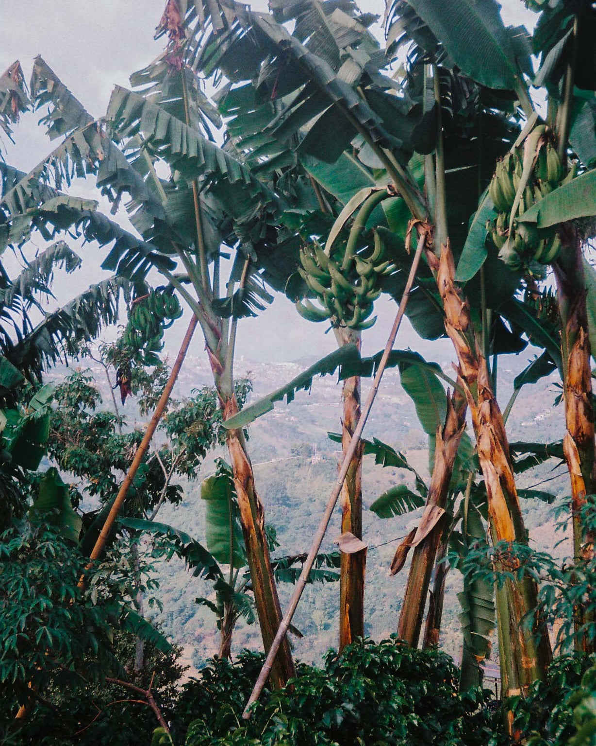 Alejandra Imbachi, Colombia
