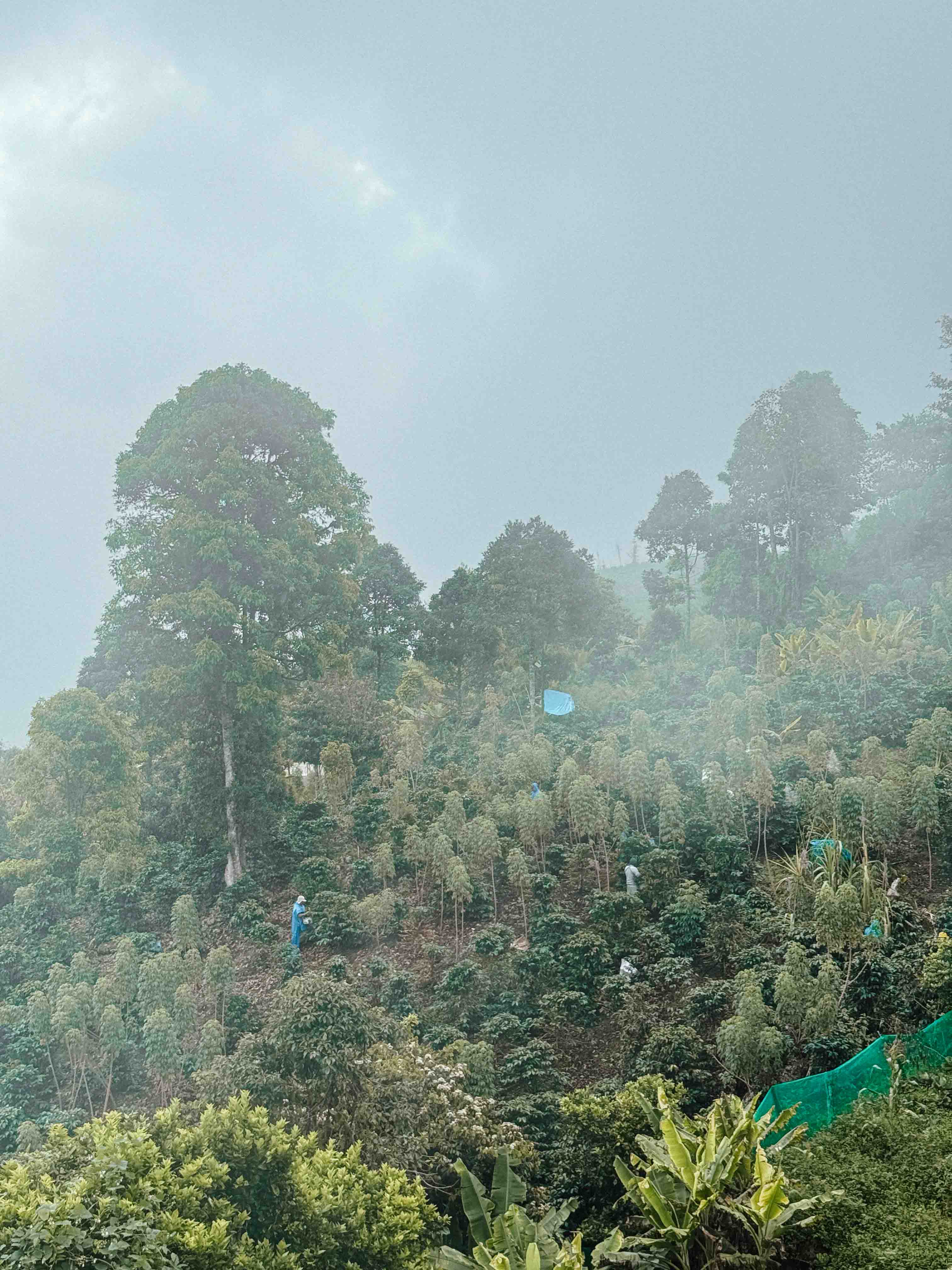 David Flores, Peru
