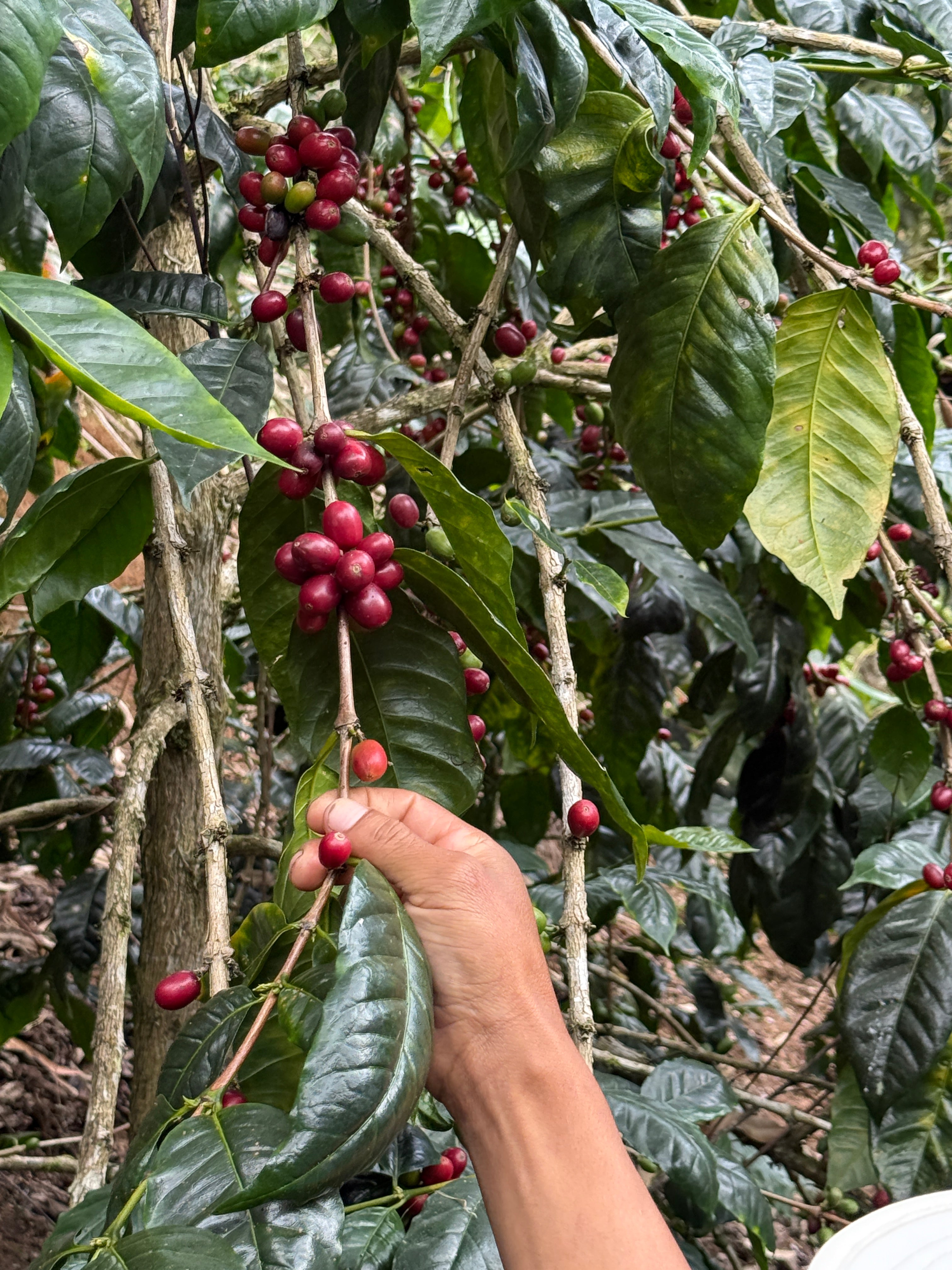 Manuel Baca Pacamara, Peru