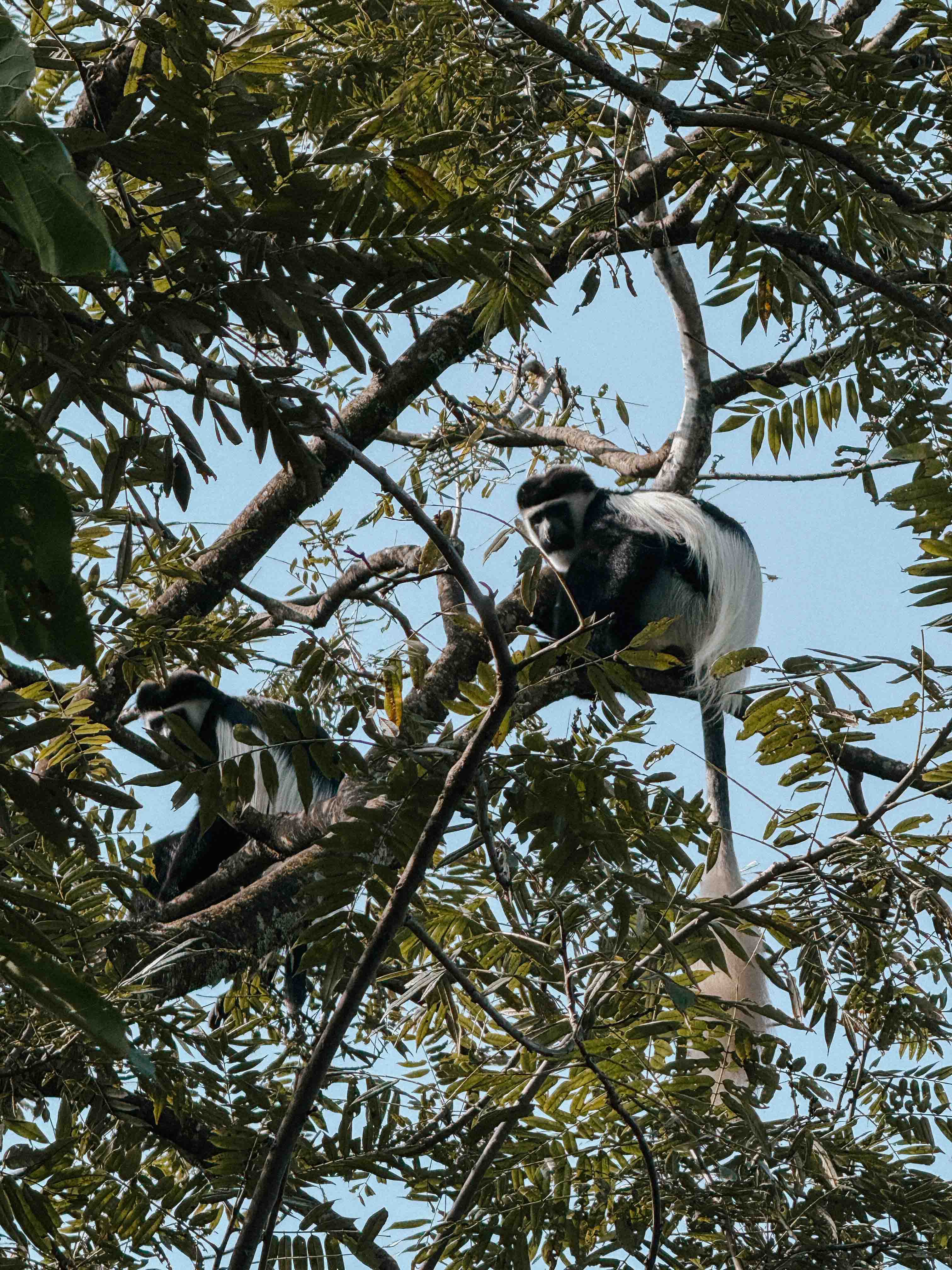 Megadu Anaerobic Natural, Ethiopia