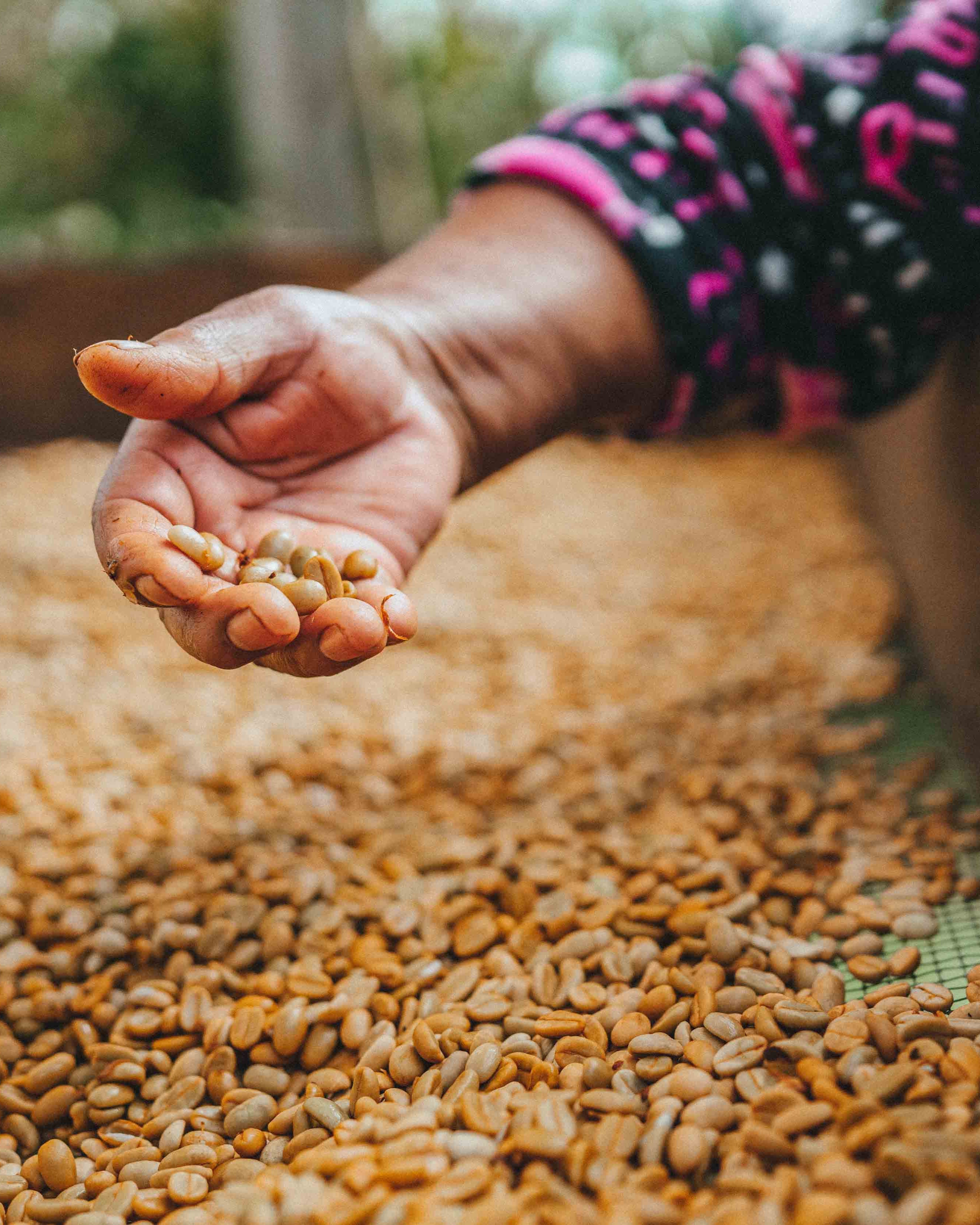 Queztal Decaf, Mexico
