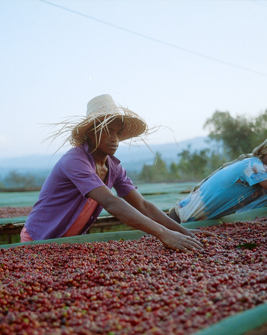Coffee Sorting Megadu Ethiopia