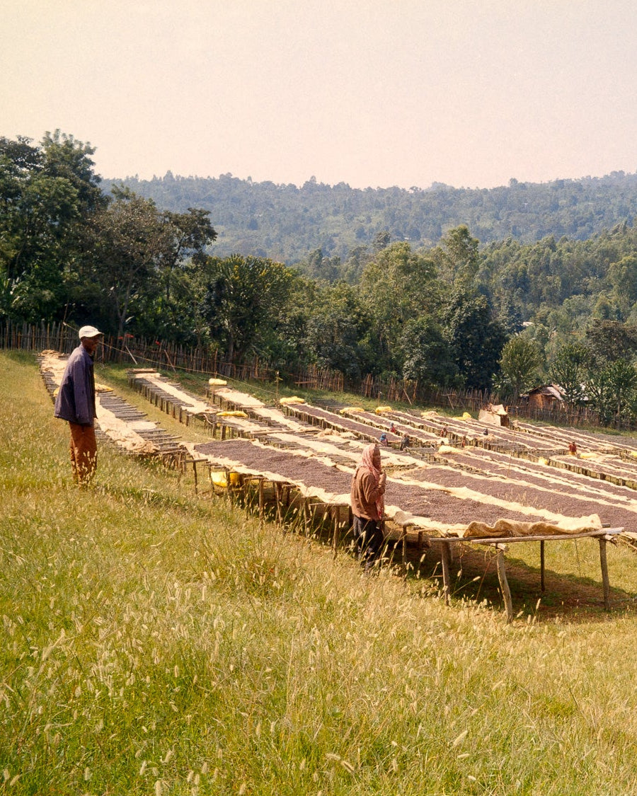 Megadu Yallah Coffee Ethiopia