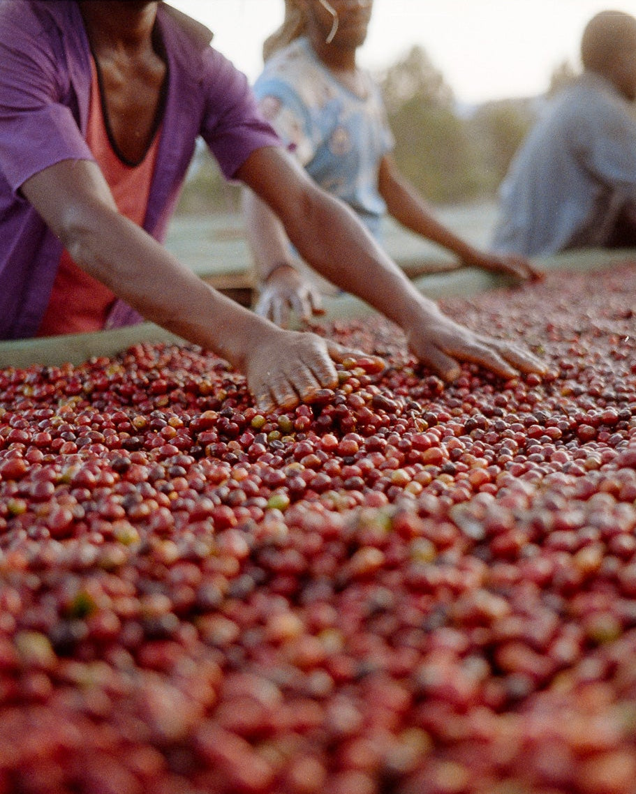 Megadu Ethiopia Trust Coffee
