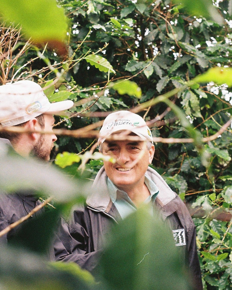 Adolfo among coffee trees on pico mirante
