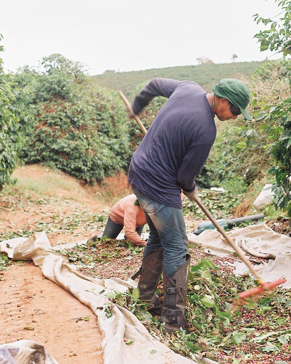 Person working in a coffee plantation with coffee trees and tools.