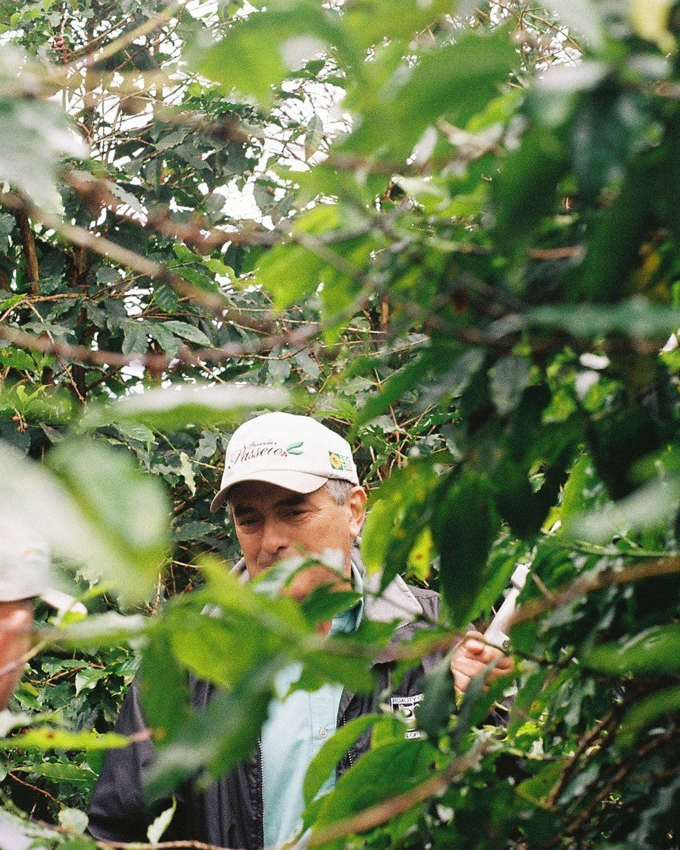 House Espresso, Brazil - Yallah Coffee