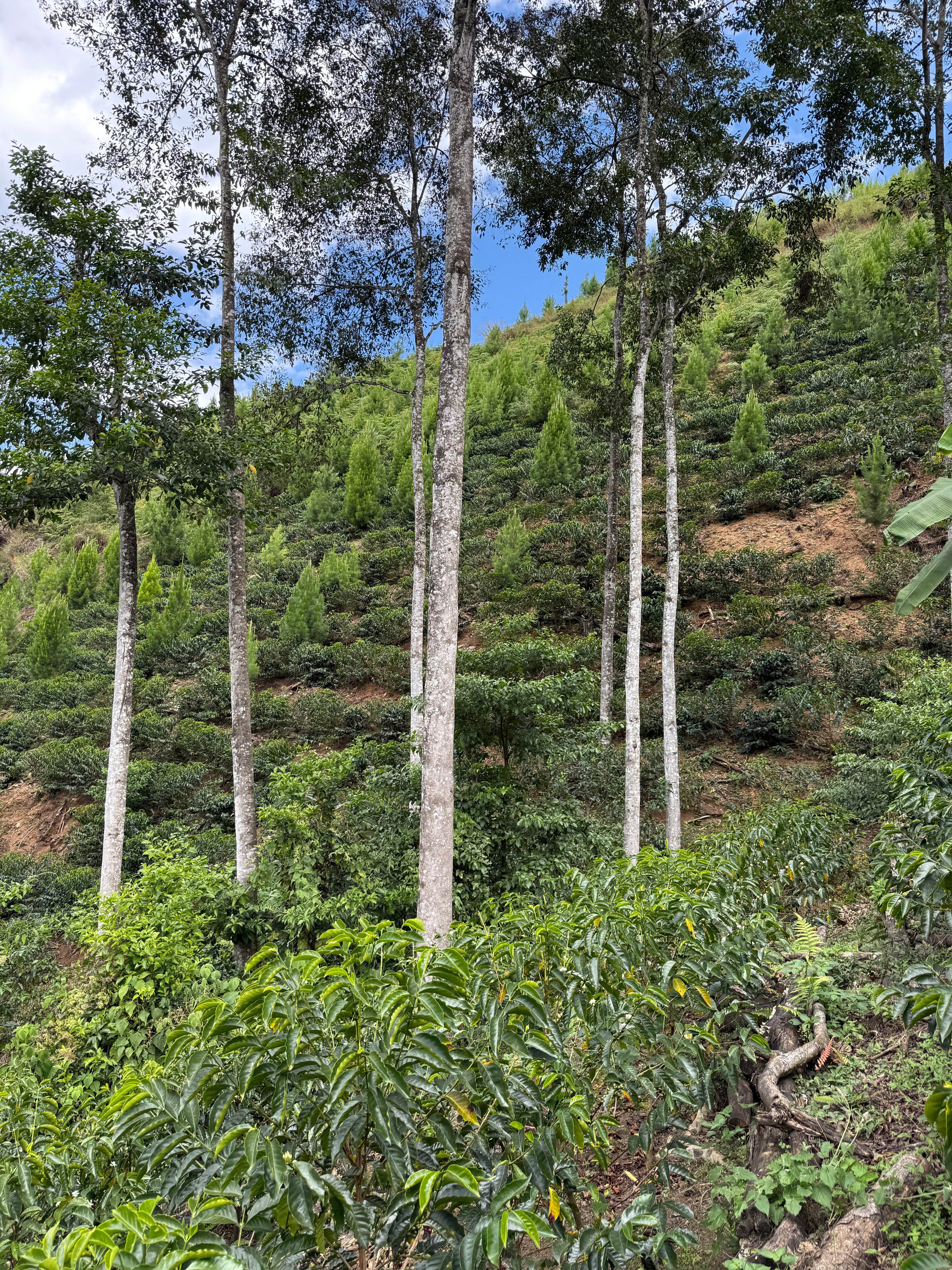 Roiber Becerra, Peru - Yallah Coffee