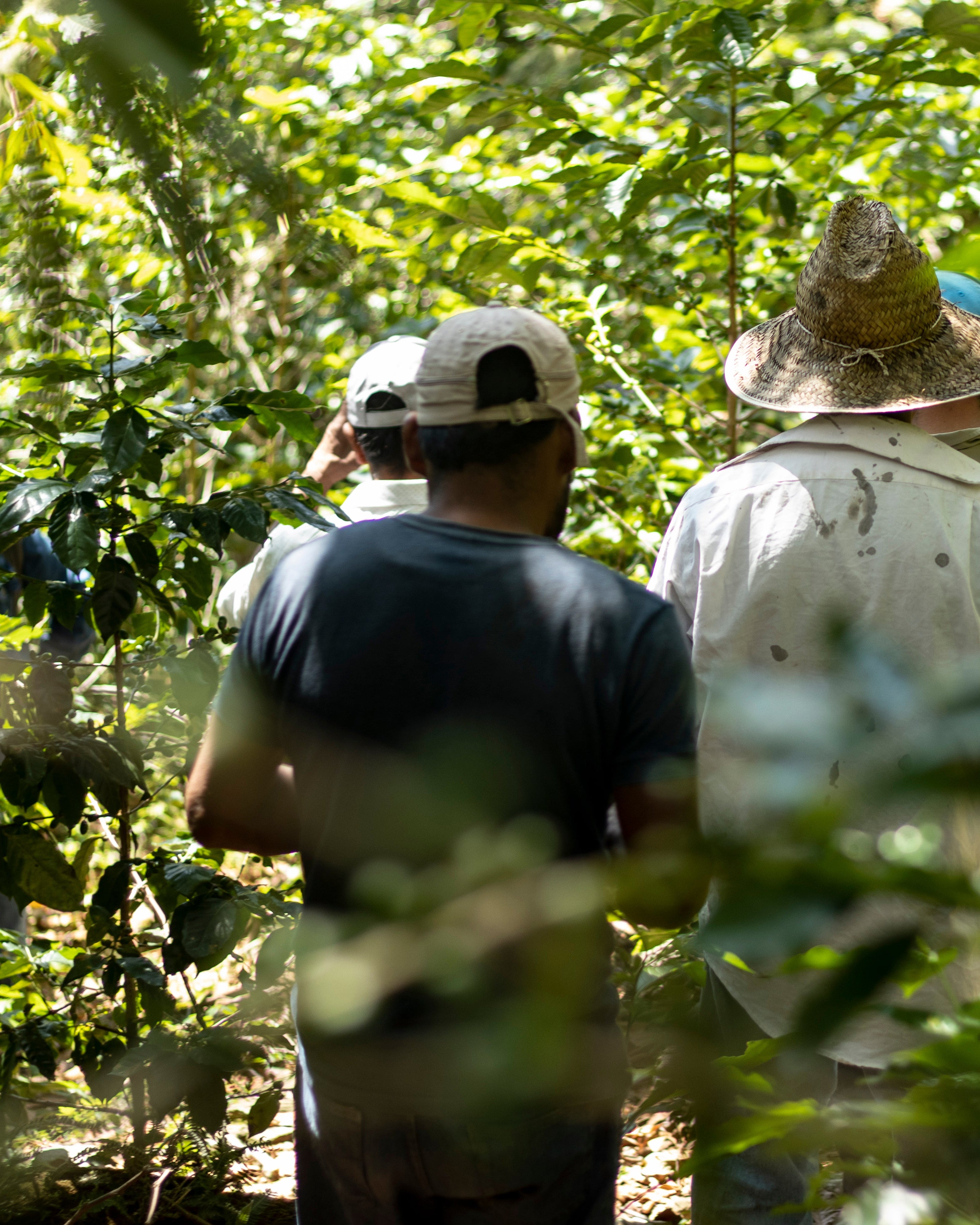 San Juan, Mexico - Yallah Coffee