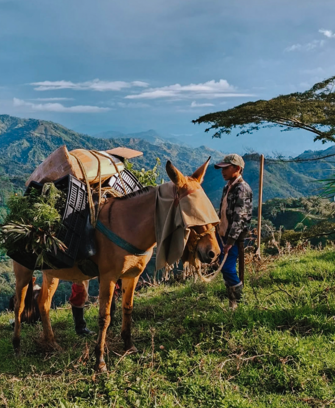 Win a trip to Colombia - Yallah Coffee