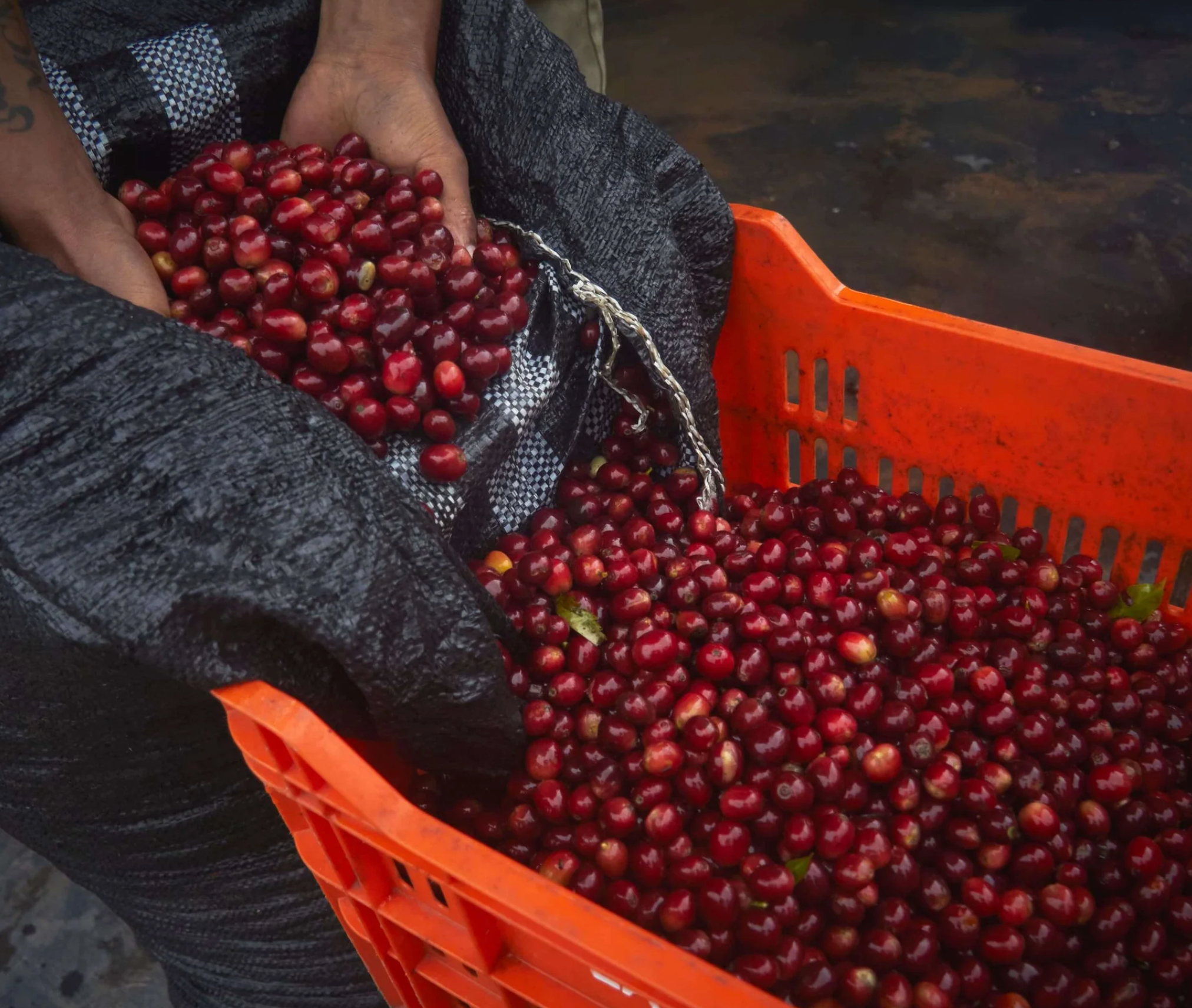 Explore, COFFEE SUBSCRIPTION - Yallah Coffee