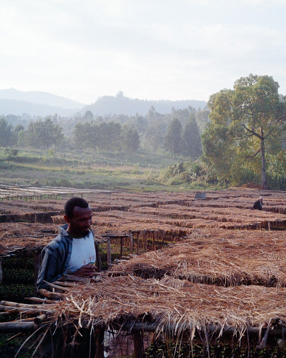 Taferi Kela Static Cherry, Ethiopia - Yallah Coffee