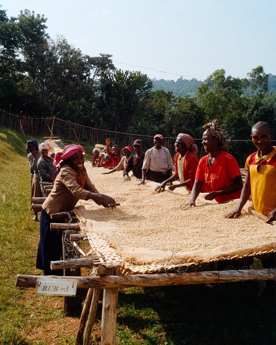 Taferi Kela Static Cherry, Ethiopia - Yallah Coffee