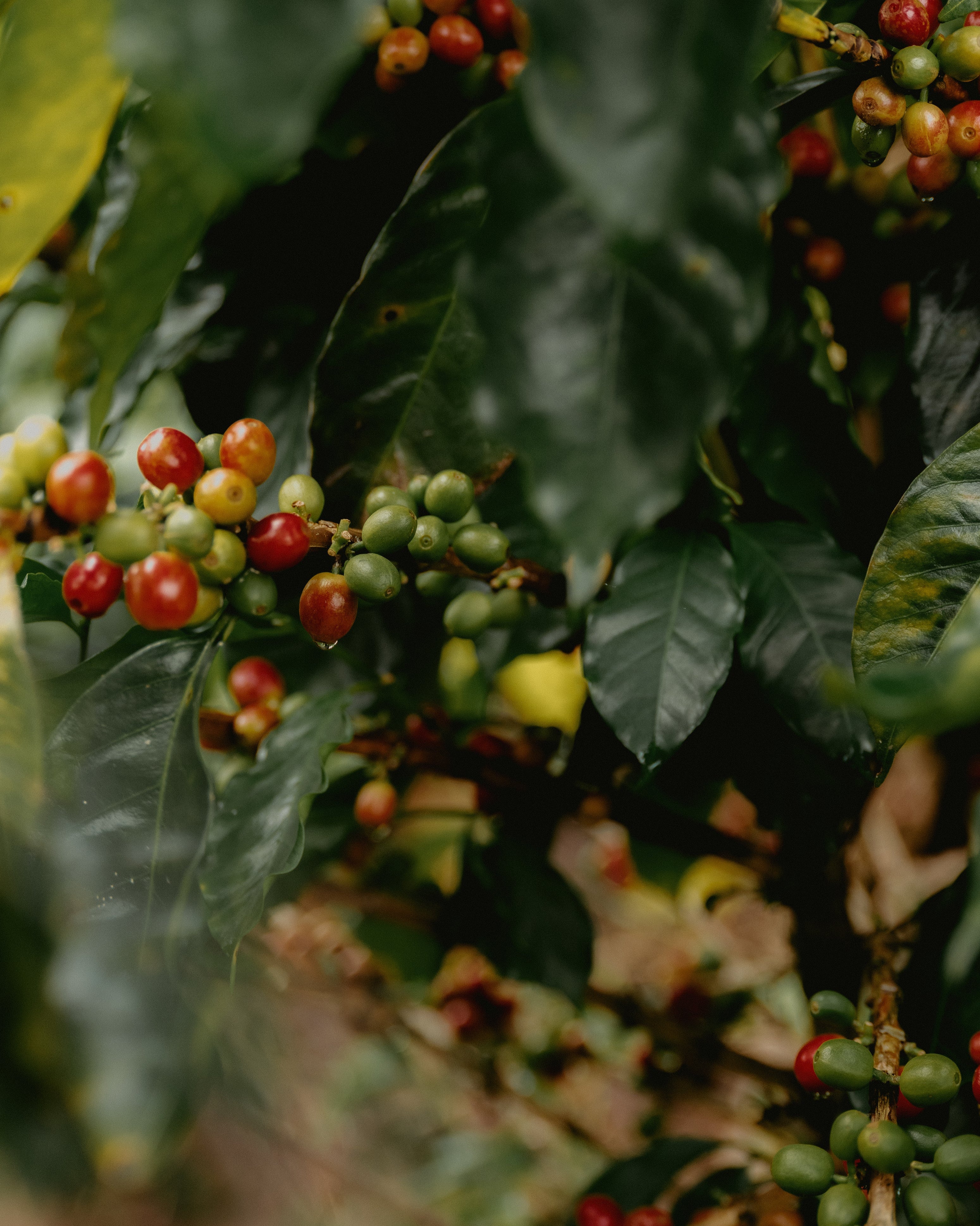 Queztal Decaf, Mexico
