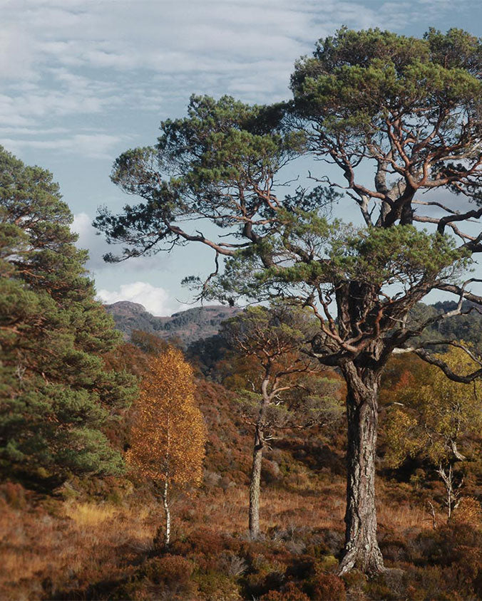 Trees for our grove - Yallah Coffee