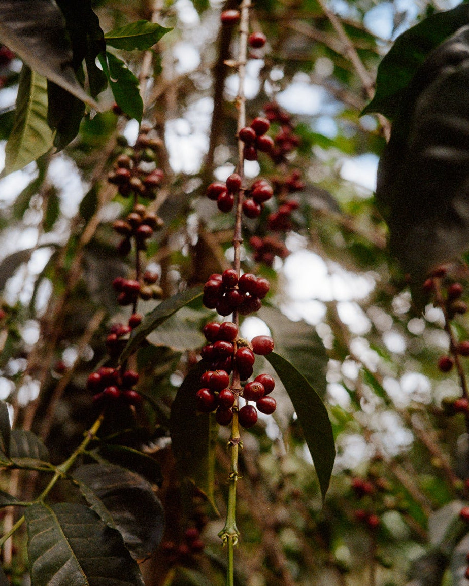 Taferi Kela (washed), Ethiopia