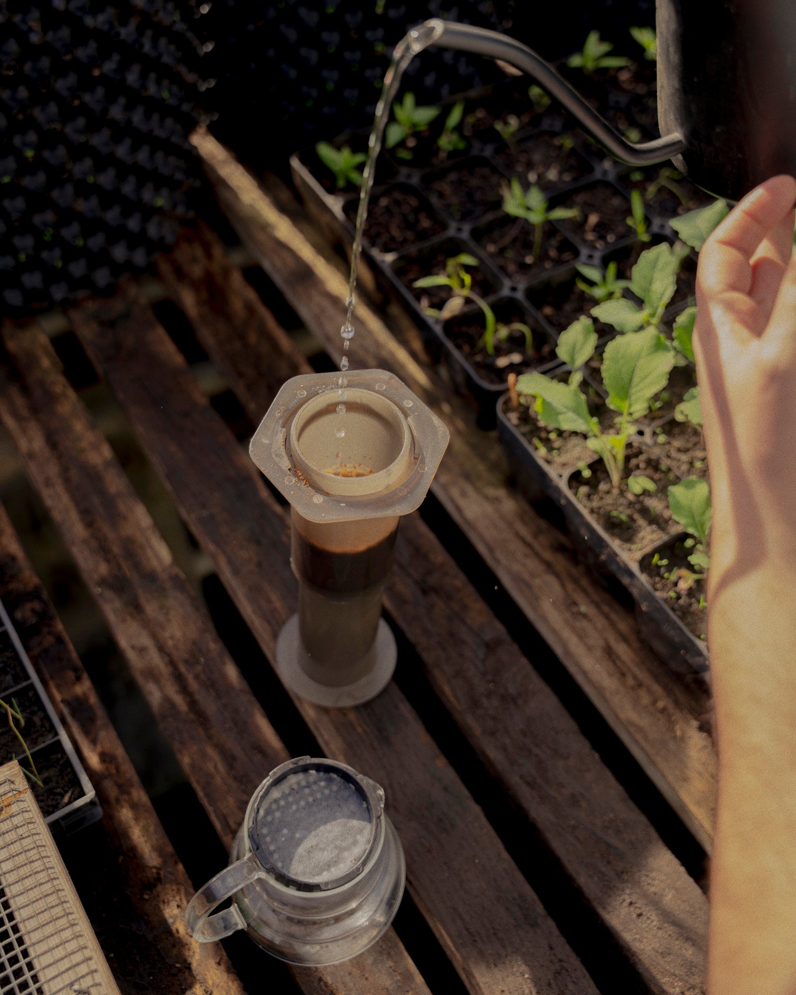 Aeropress at Argal Farm