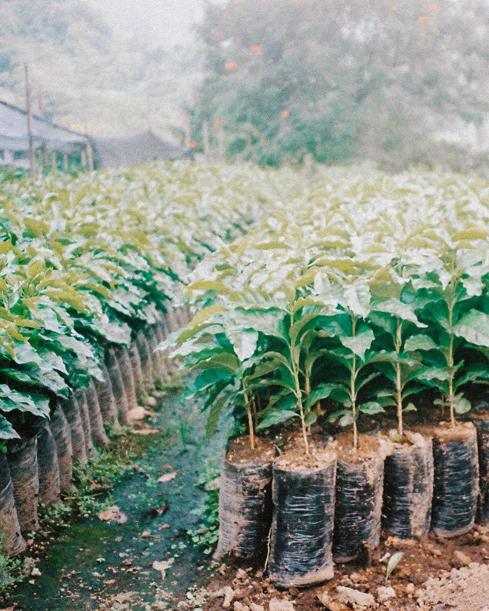 Huila Wush Wush, Colombia