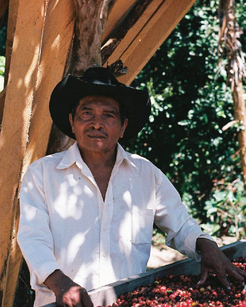 EL RECUERDO, NICARAGUA - Yallah Coffee