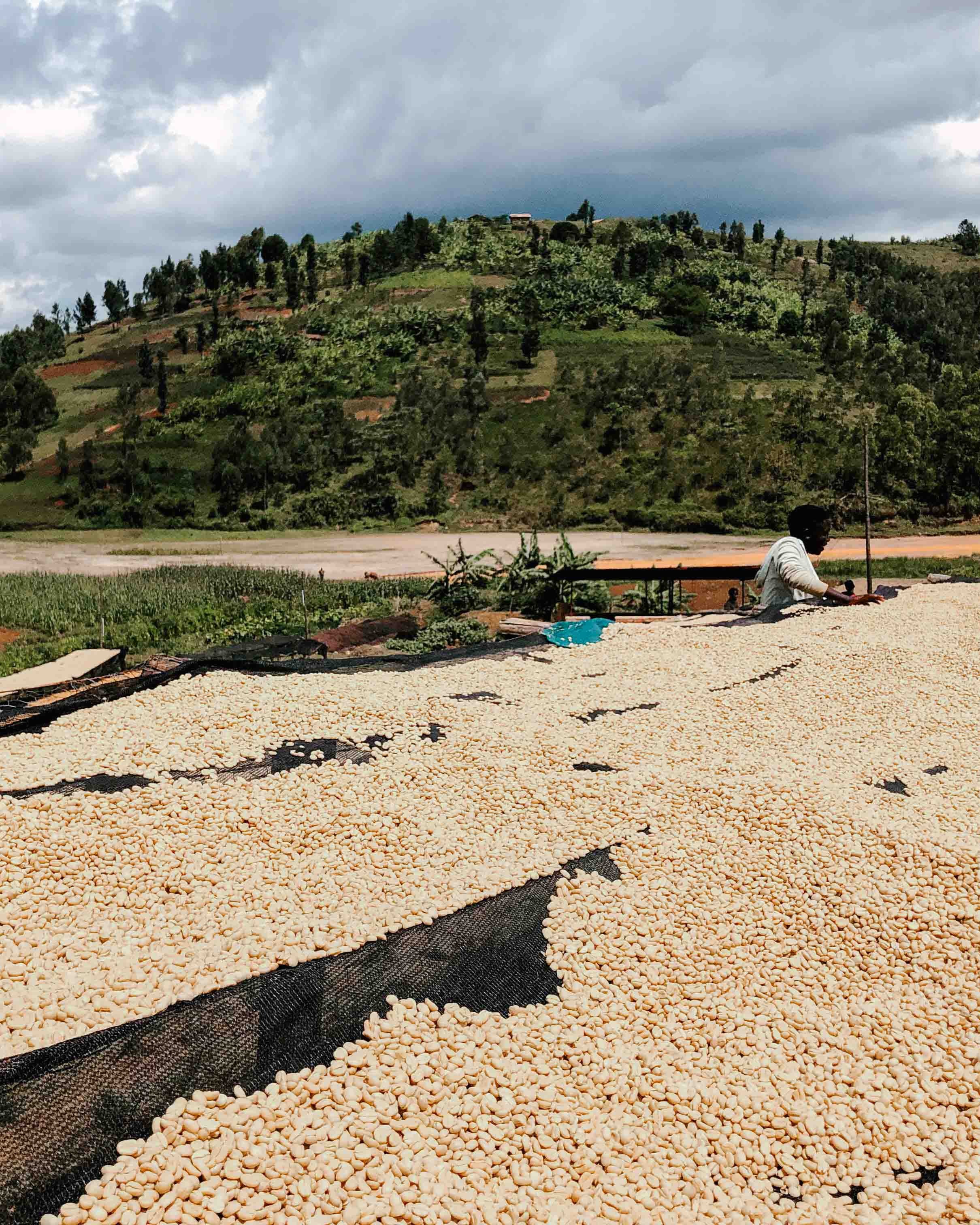 Izuba Natural, Burundi - Yallah Coffee