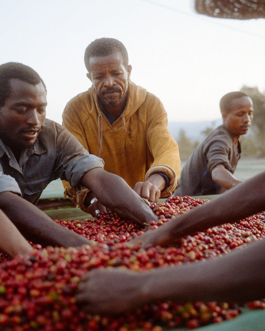 Megadu Ethiopia Trust Coffee - Yallah Coffee