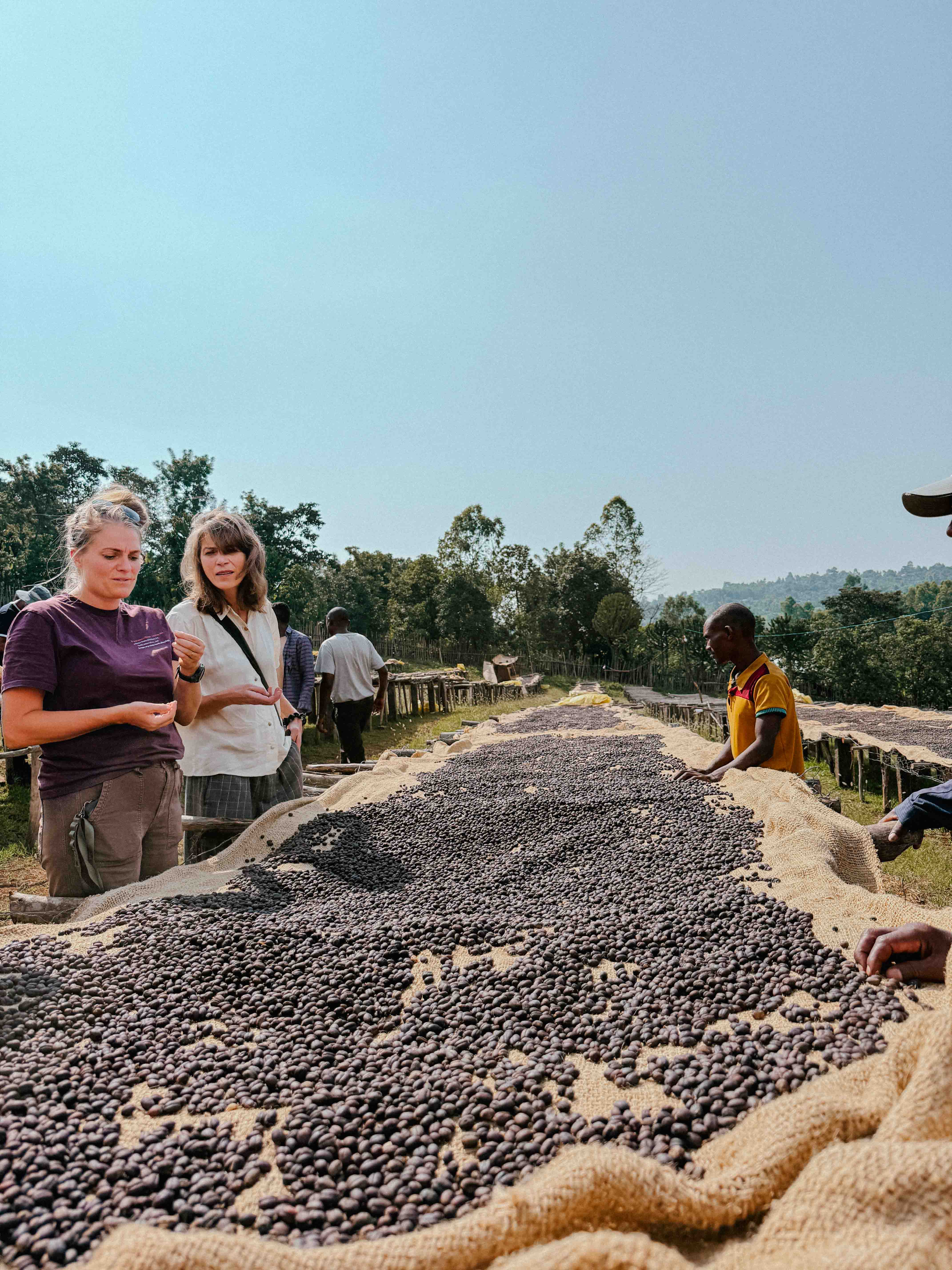 Megadu Anaerobic Natural, Ethiopia - Yallah Coffee