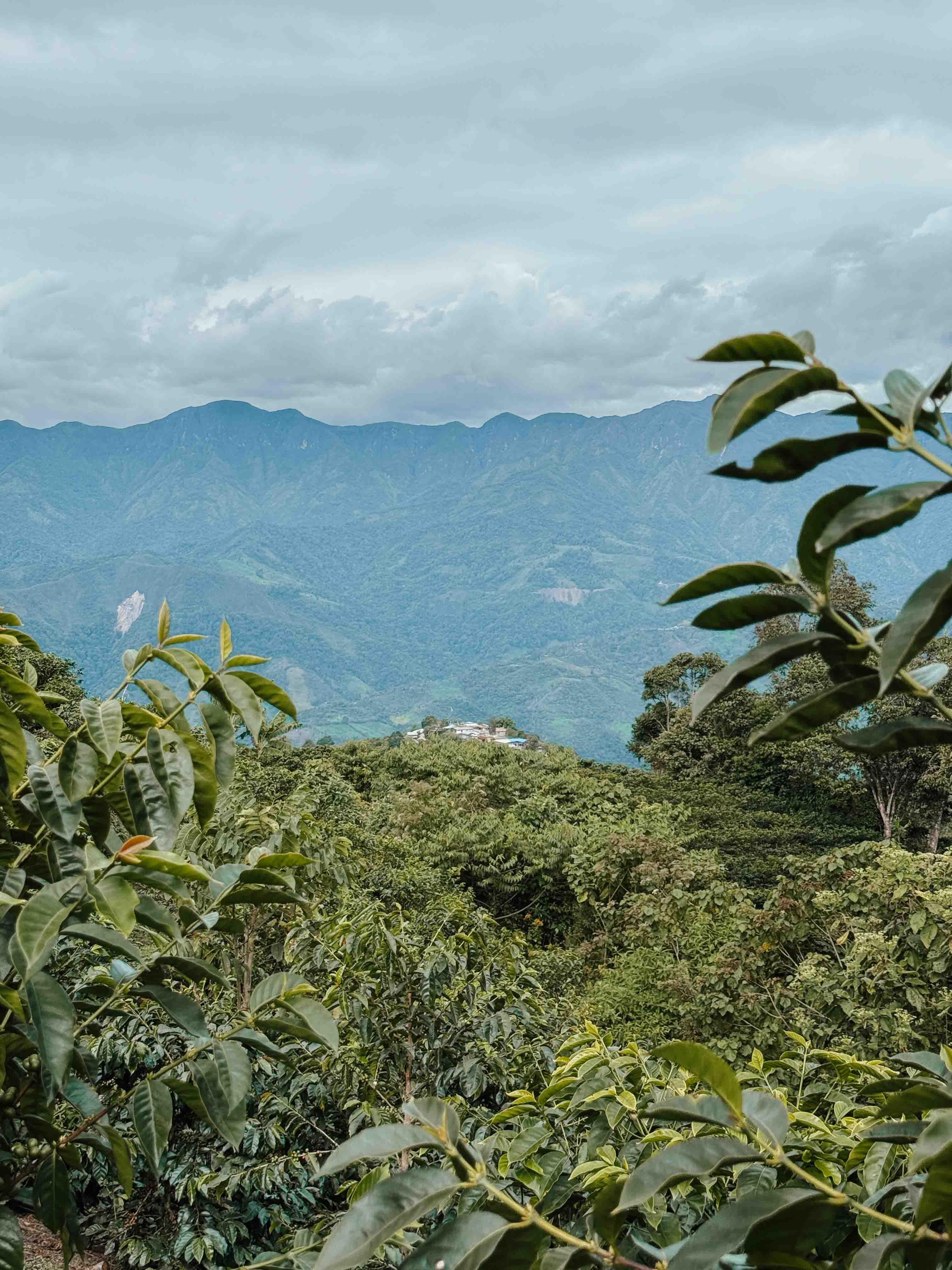 Peru,Flores