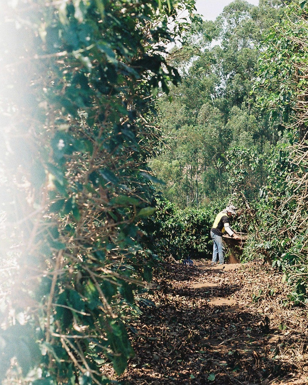 House Espresso, Brazil - Yallah Coffee