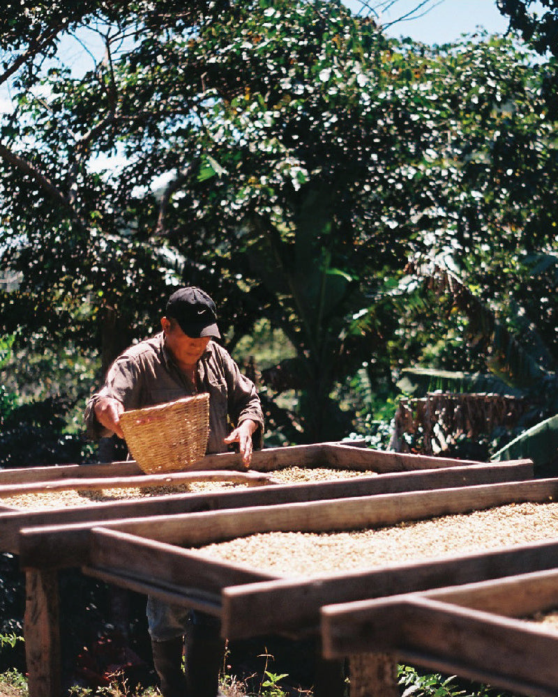 EL RECUERDO, NICARAGUA - Yallah Coffee