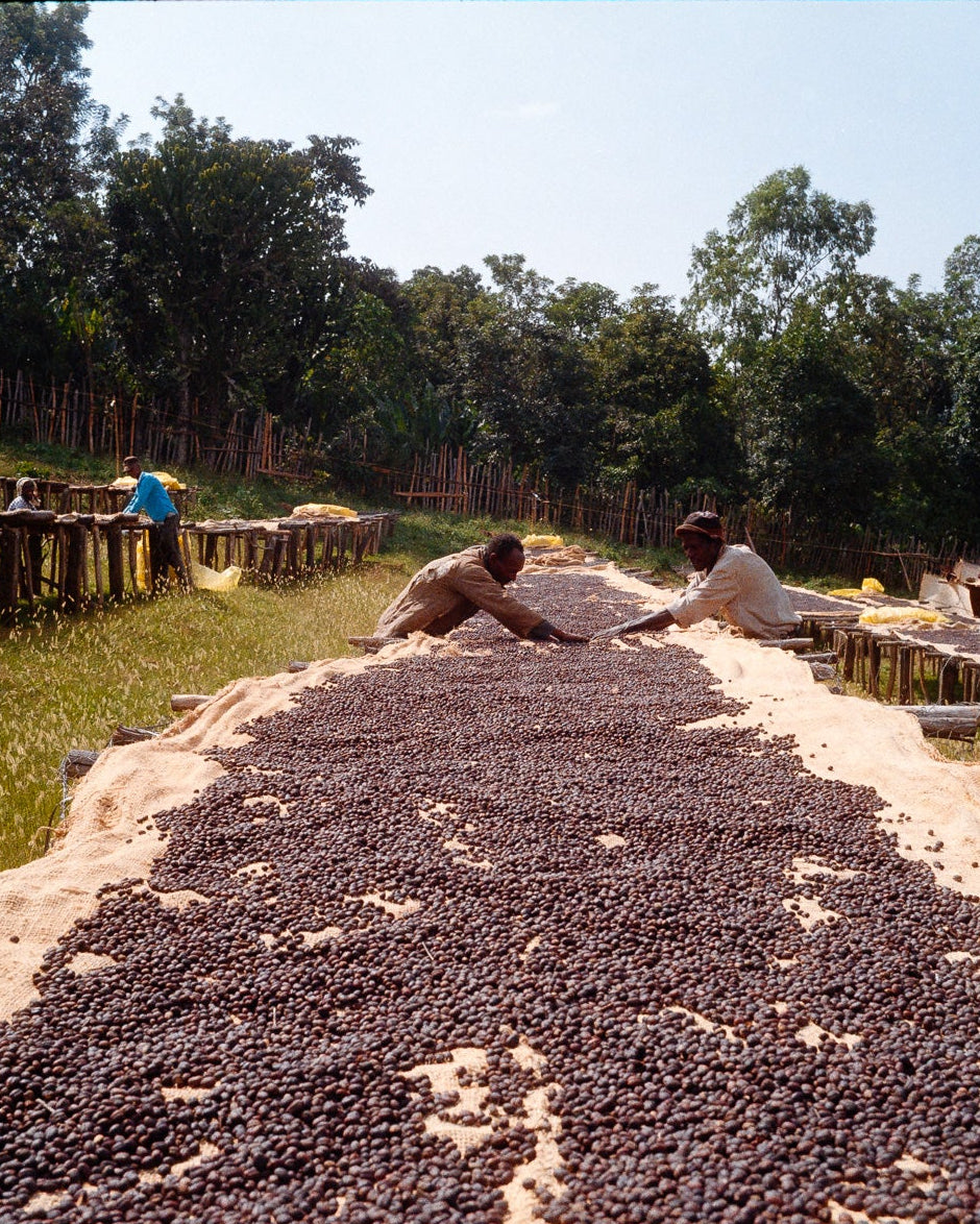 Taferi Kela Static Cherry, Ethiopia - Yallah Coffee