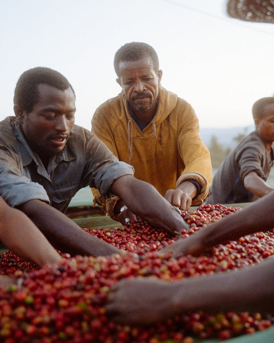 Taferi Kela (washed), Ethiopia - Yallah Coffee