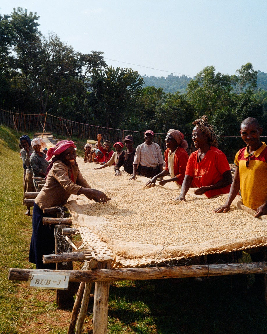 Taferi Kela (washed), Ethiopia - Yallah Coffee