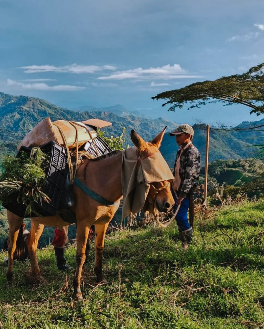 Win a trip to Colombia - Yallah Coffee