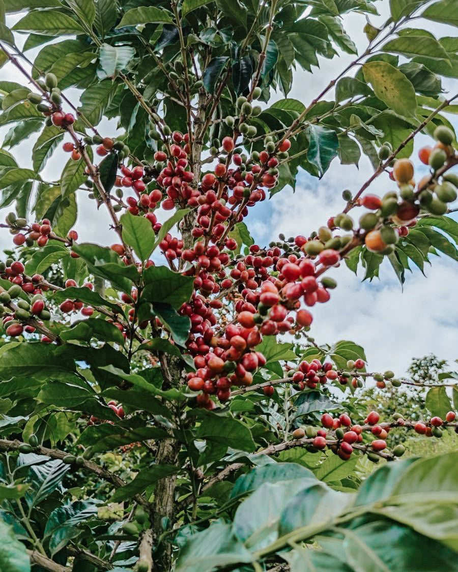 Yeisson Calderon, Colombia