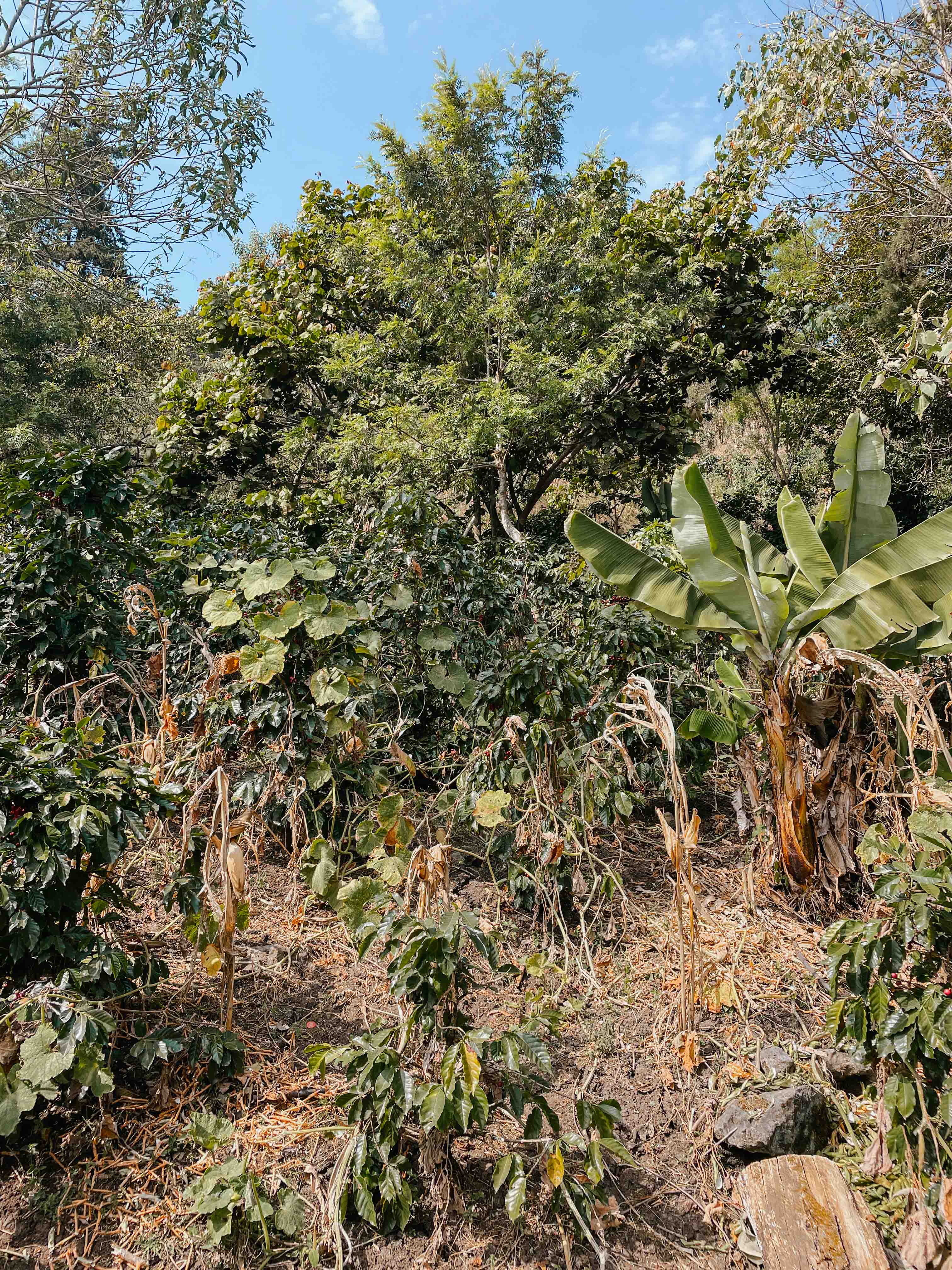 Catarina Mendez, Guatemala