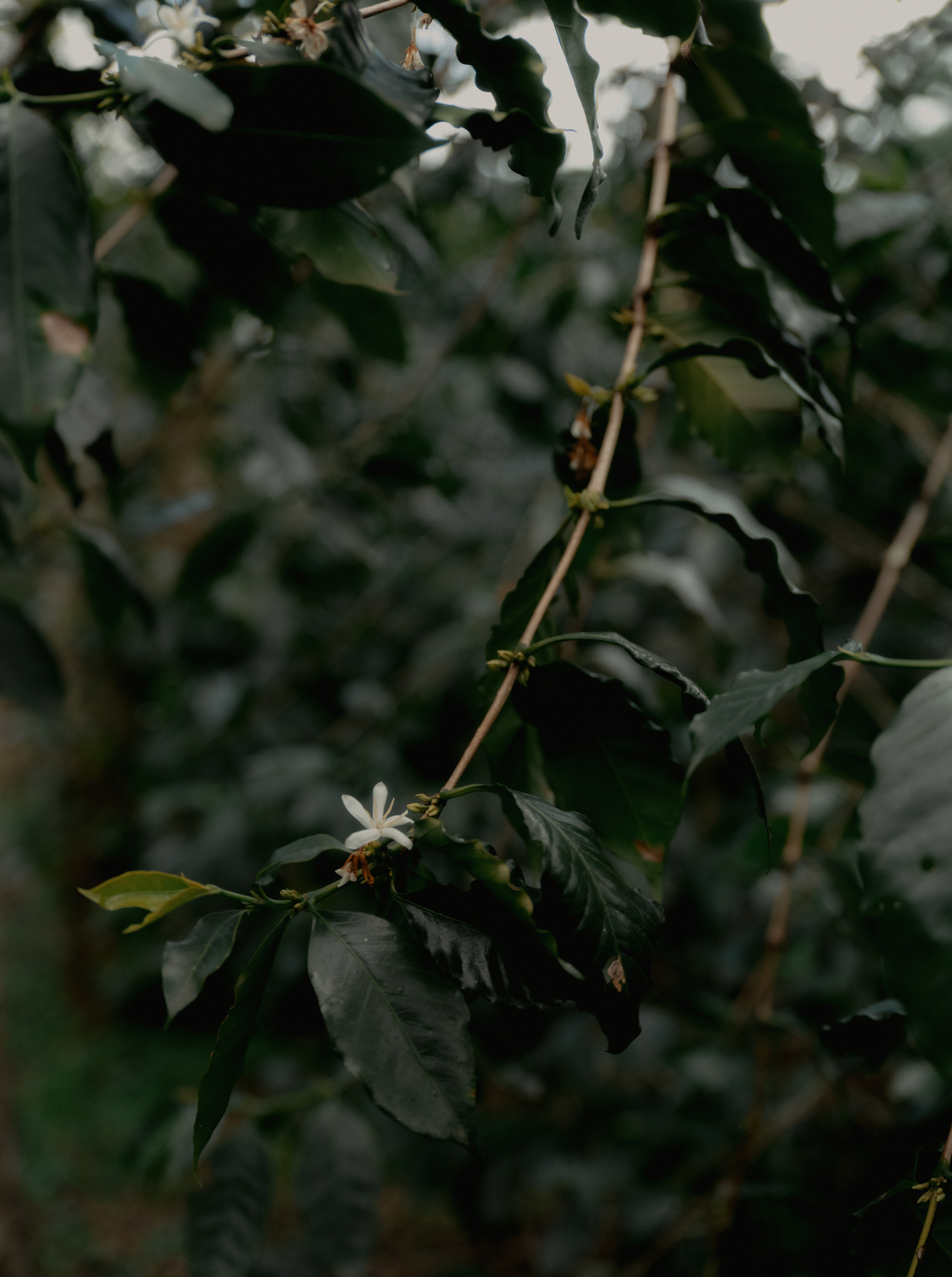 Huehuentones, Mexico - Yallah Coffee