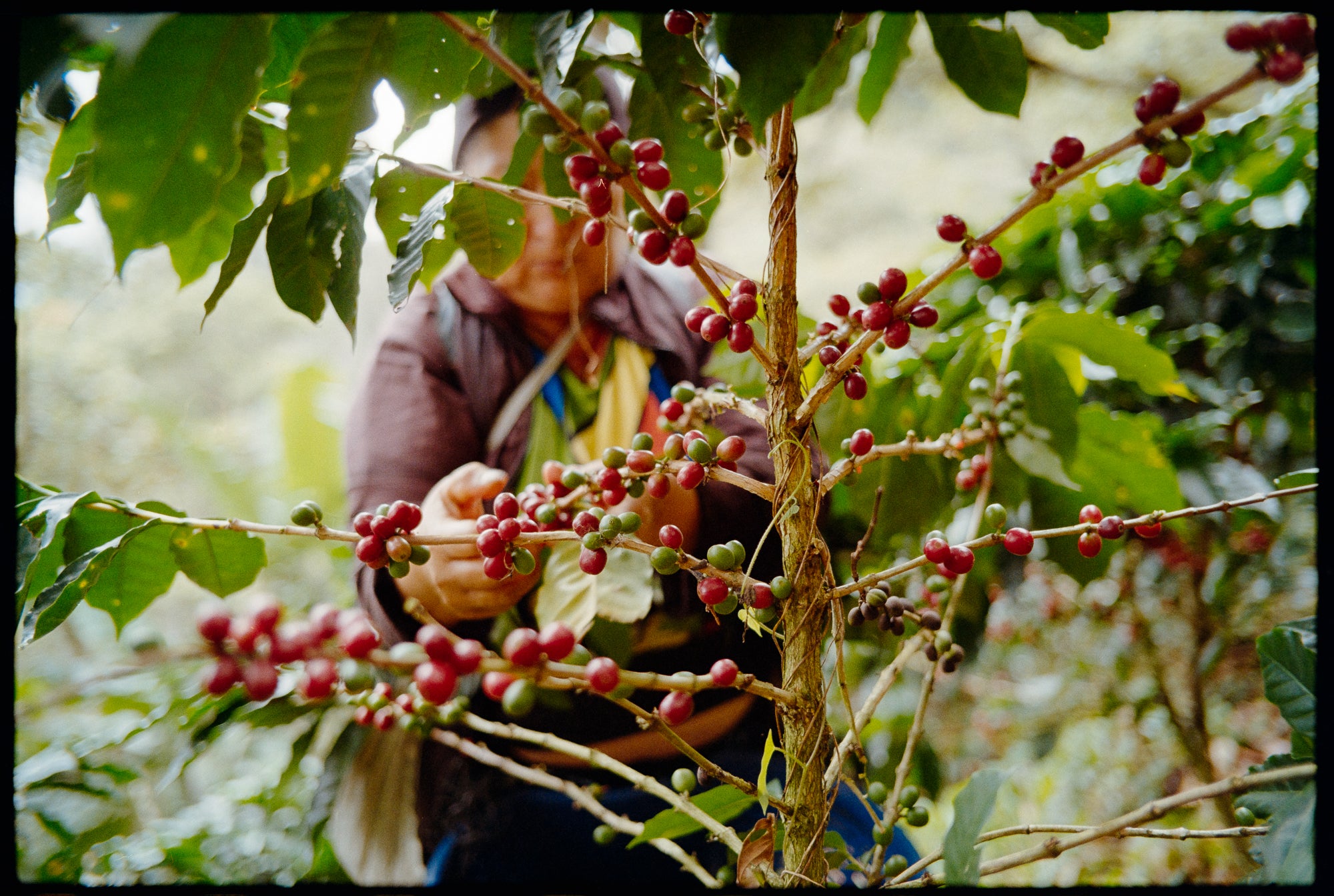 Soil & Sand Book - Yallah Coffee